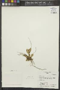 Stelis floresii image