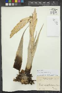Tillandsia walteri image
