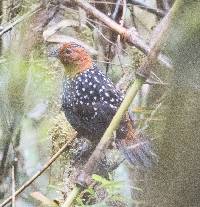 Acropternis orthonyx image