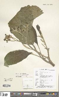 Solanum oblongifolium image