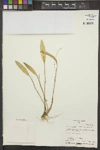 Stelis tempestuosa image
