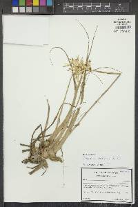 Tillandsia straminea image