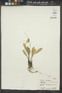 Masdevallia instar image