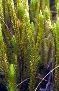 Phlegmariurus villonacensis image