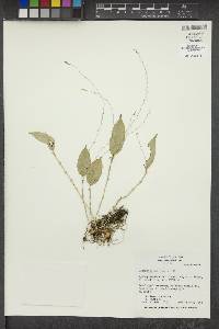 Lepanthes biloba image