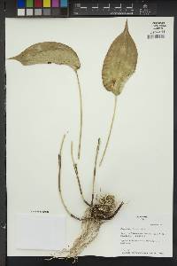 Pleurothallis linguifera image