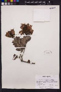 Bejaria mathewsii image