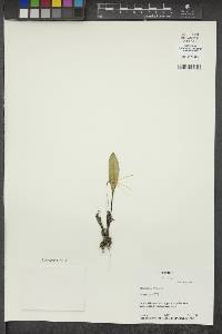 Masdevallia picta image