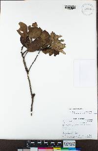 Prunus ruiziana image