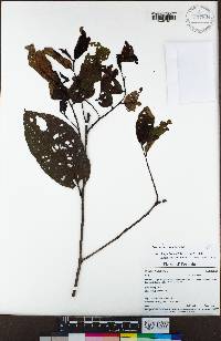 Prunus ruiziana image