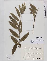 Bomarea distichifolia image