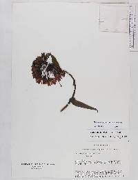 Bomarea purpurea image