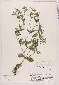 Jaegeria hirta image