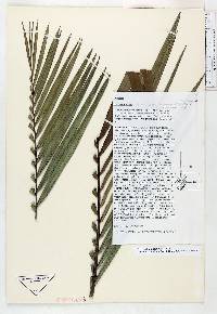 Prestoea acuminata image