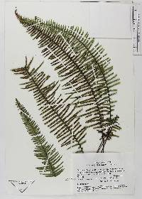 Mycopteris semihirsuta image