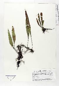 Pleopeltis macrocarpa image