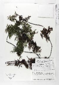 Jamesonia flexuosa image
