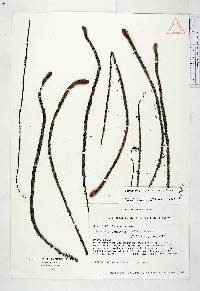 Jamesonia alstonii image