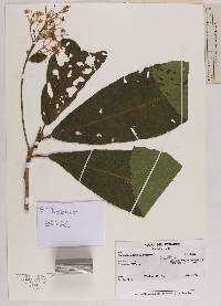 Saurauia harlingii image