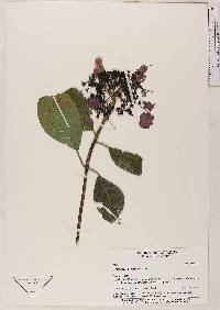 Image Associated With the Occurence