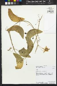Passiflora punctata image