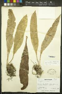 Niphidium crassifolium image