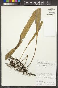 Campyloneurum amphostenon image