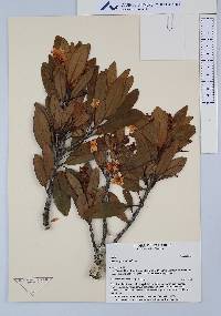Drimys granadensis image