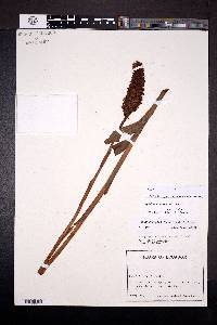 Gomphichis caucana image