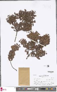 Morella parvifolia image