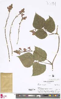 Phaseolus coccineus image