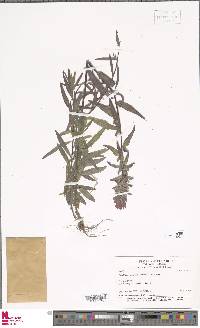 Castilleja arvensis image