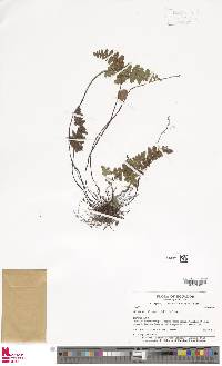Jamesonia rufescens image