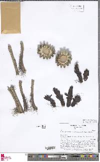Browningia microsperma image