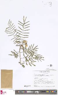 Mimosa acantholoba image
