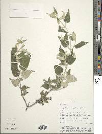 Image Associated With the Occurence