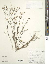 Symphyotrichum subulatum image