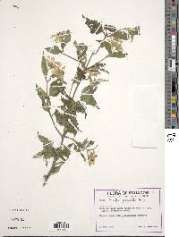 Wedelia grandiflora image