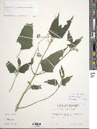 Melanthera nivea image
