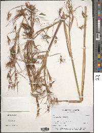 Hyparrhenia rufa image