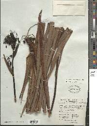 Excremis coarctata image