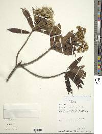Baccharis oblongifolia image