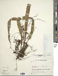 Campyloneurum angustifolium image