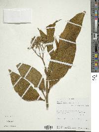 Solanum selachophyllum image