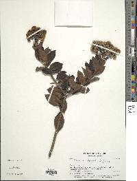 Baccharis oblongifolia image