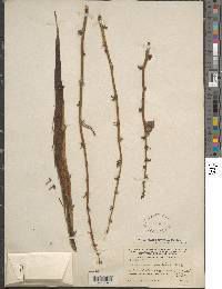 Furcraea andina image