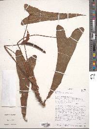 Anthurium harrisii image
