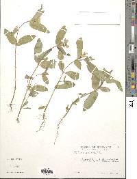 Zinnia peruviana image