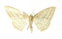 Thumbnail image of current specimen