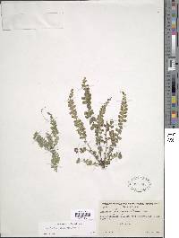 Asplenium oellgaardii image